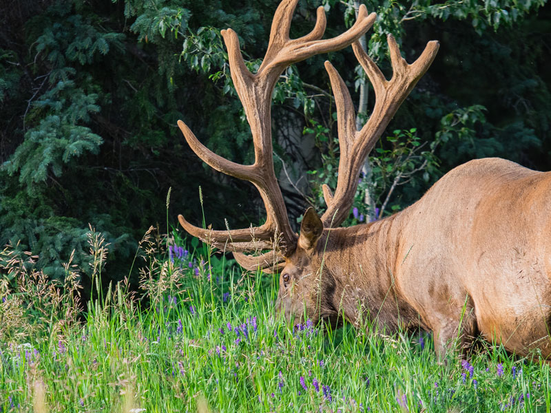 Utah Moose